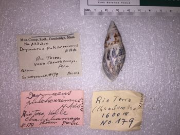 Media type: image; Malacology 133210 Description: 133210_Drymaeus_pulcherrimus image;